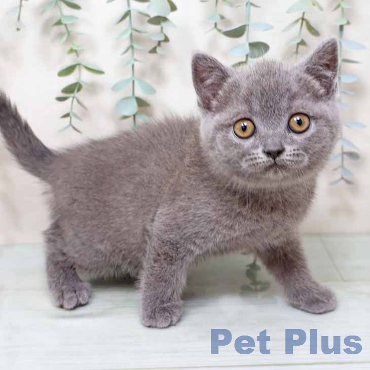 ブリティッシュロングヘア