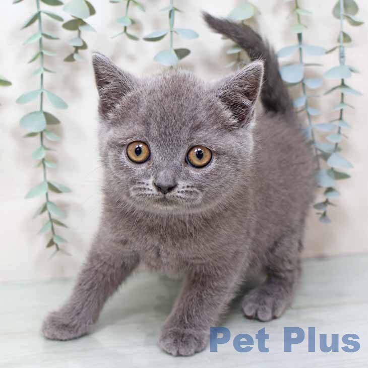 ブリティッシュロングヘア