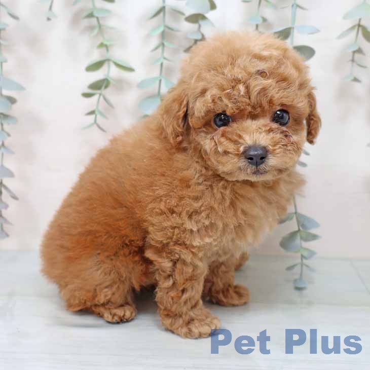 トイ・プードル