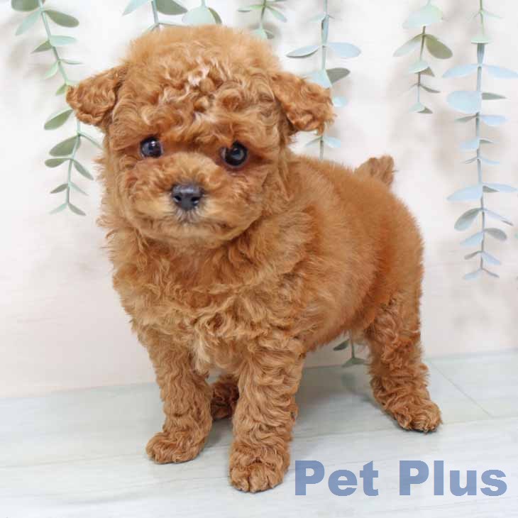 トイ・プードル