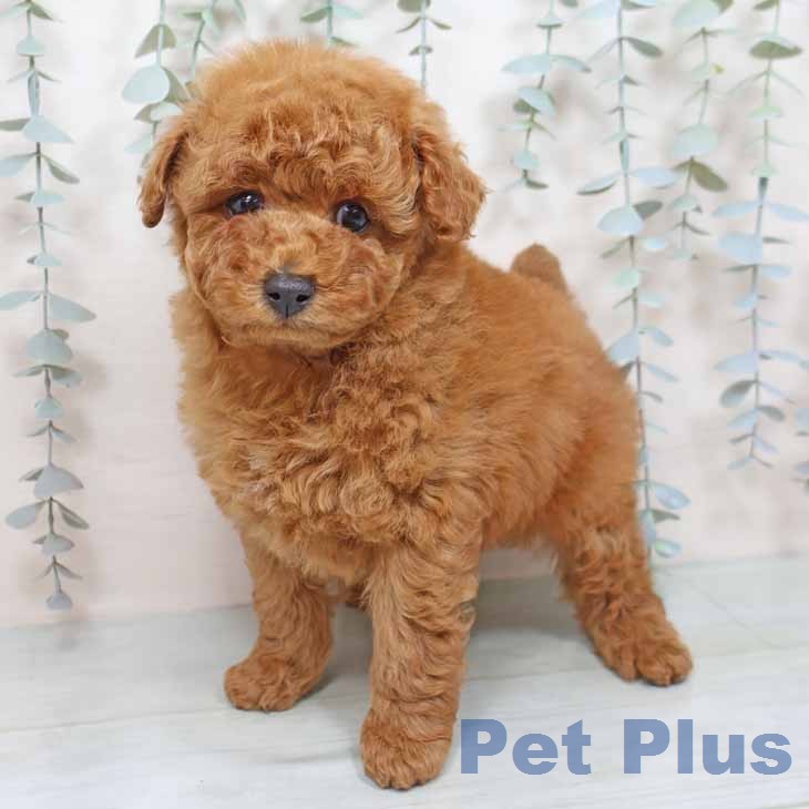 トイ・プードル