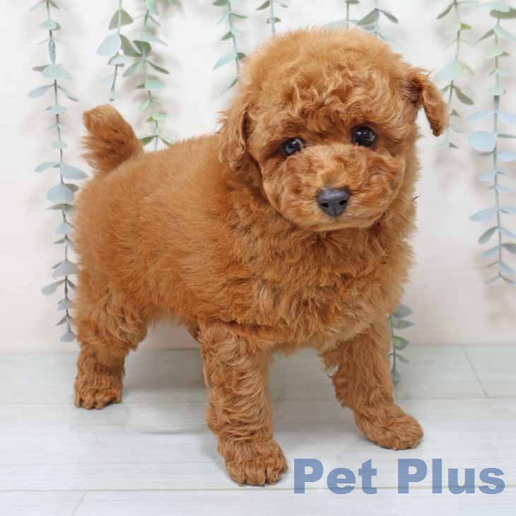 トイ・プードル