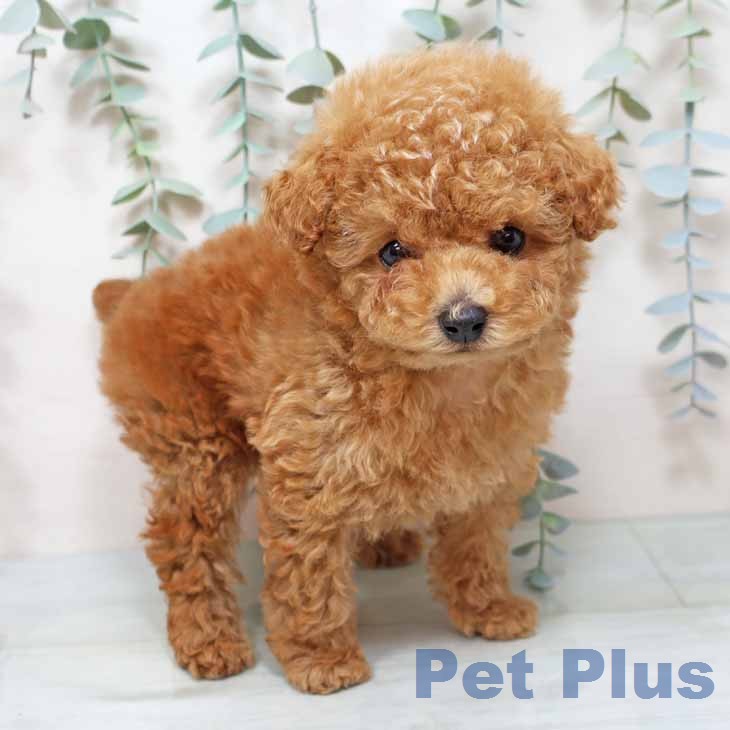 京都府のトイプードル(トイ) (ペットプラス 京都桂川店/2025年12月18日生まれ/男の子/レッドフォーン)の子犬の1枚目の画像