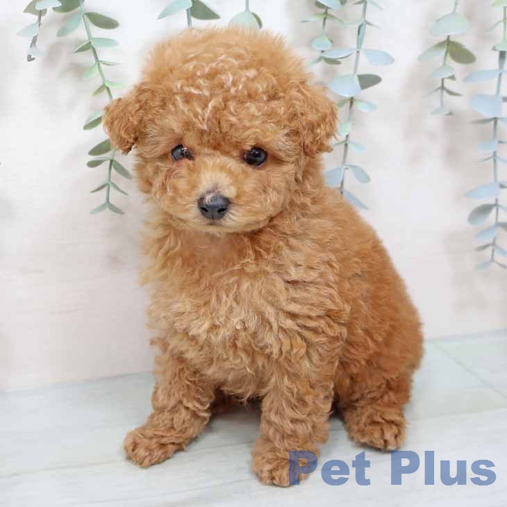 京都府のトイプードル(トイ) (ペットプラス 京都桂川店/2025年12月18日生まれ/男の子/レッドフォーン)の子犬の2枚目の画像