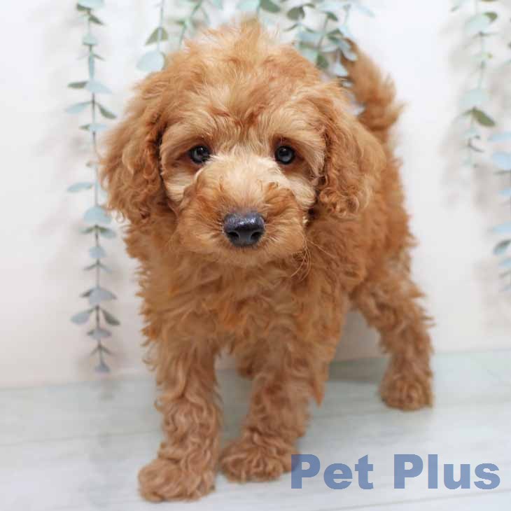 トイ・プードルの写真2