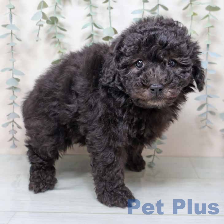 大阪府のトイプードル(トイ) (ペットプラス 大阪ドームシティ店/2025年12月17日生まれ/男の子/シルバー)の子犬の1枚目の画像