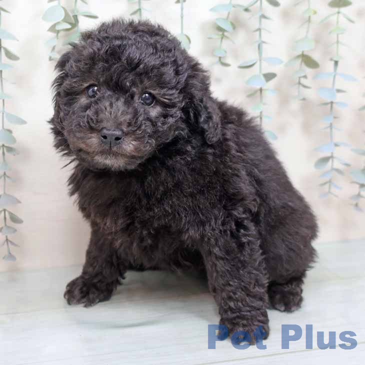 大阪府のトイプードル(トイ) (ペットプラス 大阪ドームシティ店/2025年12月17日生まれ/男の子/シルバー)の子犬の2枚目の画像