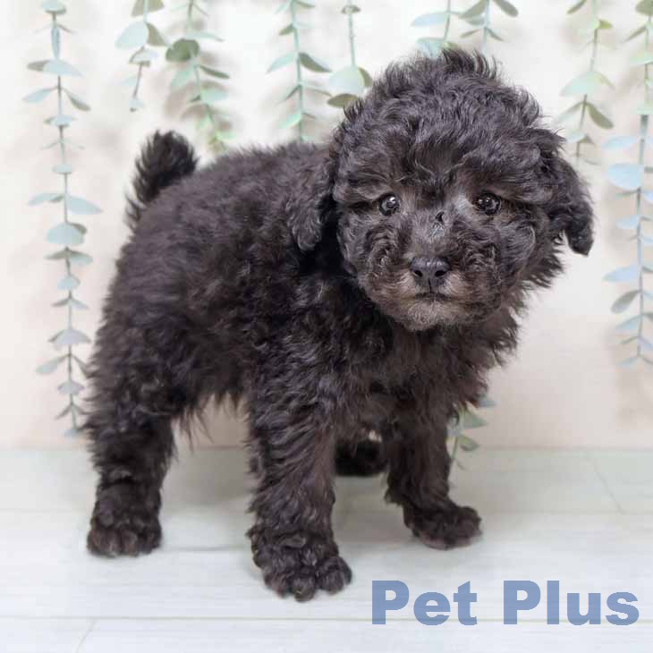 トイ・プードルの写真2