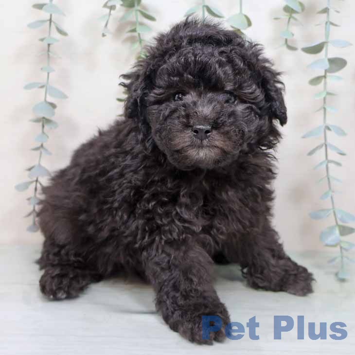 大阪府のトイプードル(トイ) (ペットプラス 四條畷店/2025年12月17日生まれ/男の子/シルバー)の子犬の2枚目の画像