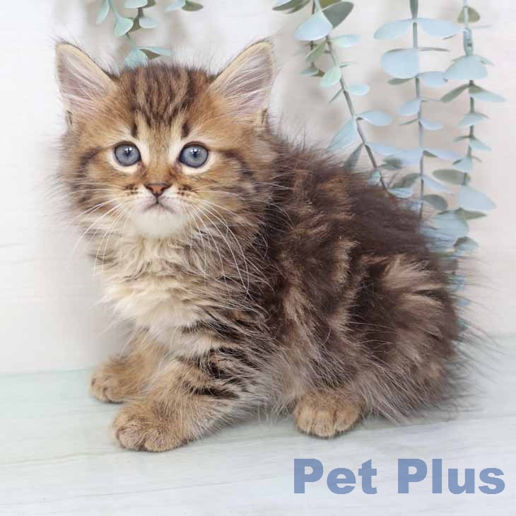 マンチカンの写真2