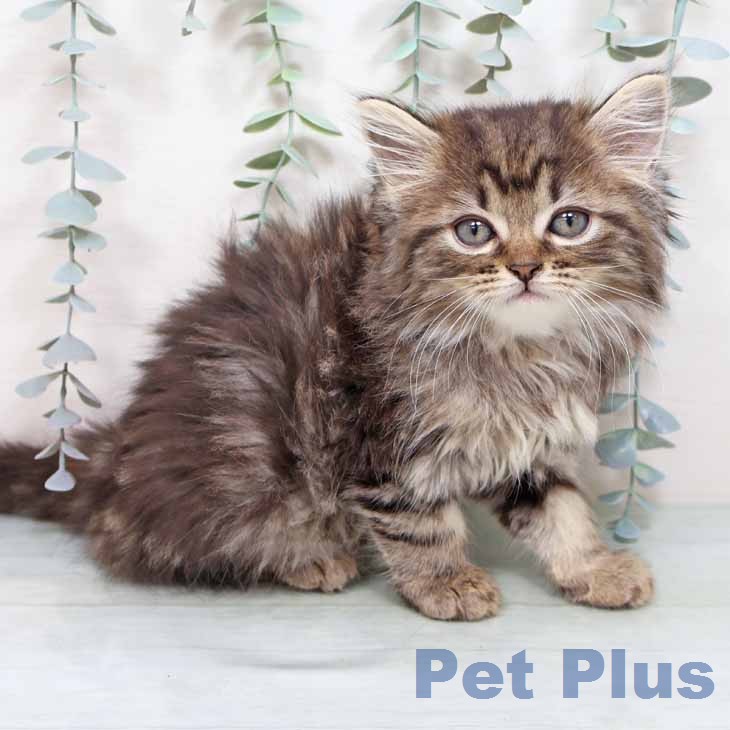 大阪府のマンチカン (ペットプラス 鶴見店/2025年12月13日生まれ/男の子/ブラウンタビー)の子猫の1枚目の画像