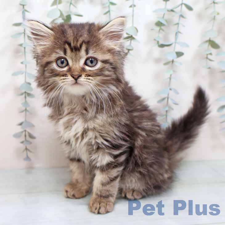 大阪府のマンチカン (ペットプラス 鶴見店/2025年12月13日生まれ/男の子/ブラウンタビー)の子猫の2枚目の画像