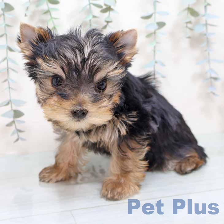 奈良県のヨークシャーテリア (ペットプラス 大和郡山店/2025年12月7日生まれ/女の子/ダークスチールブルータン)の子犬の2枚目の画像