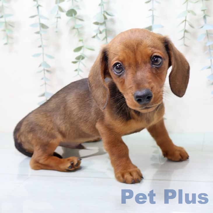 兵庫県のミニチュアダックスフンド(ロング) (ペットプラス 姫路大津店/2025年12月9日生まれ/男の子/レッド)の子犬の1枚目の画像
