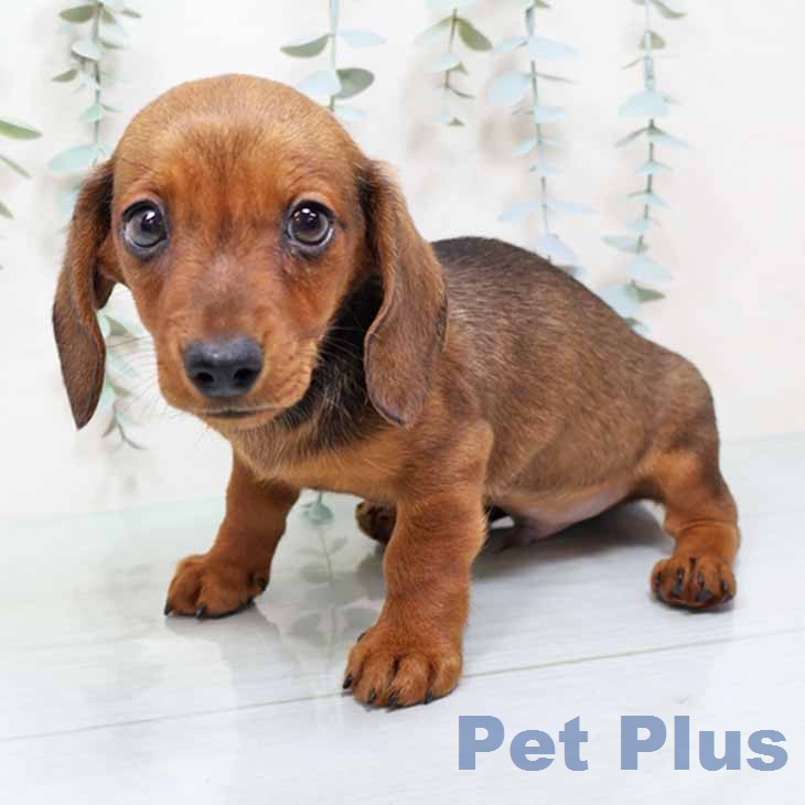 兵庫県のミニチュアダックスフンド(ロング) (ペットプラス 姫路大津店/2025年12月9日生まれ/男の子/レッド)の子犬の2枚目の画像