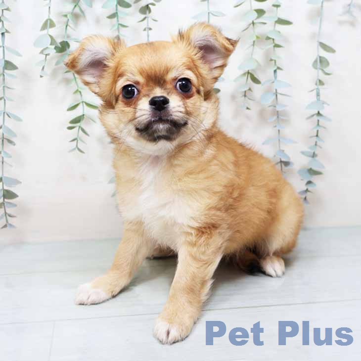 奈良県のチワワ(ロング) (ペットプラス 大和郡山店/2025年12月17日生まれ/男の子/レッドホワイト)の子犬の1枚目の画像