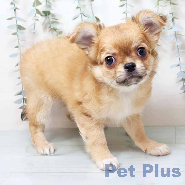 奈良県のチワワ(ロング) (ペットプラス 大和郡山店/2025年12月17日生まれ/男の子/レッドホワイト)の子犬の2枚目の画像