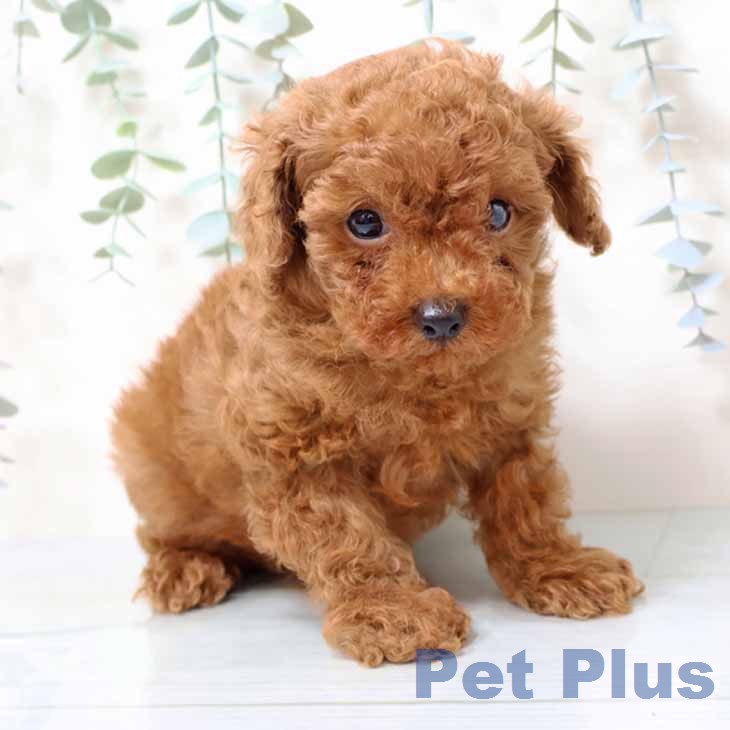 トイ・プードルの写真2