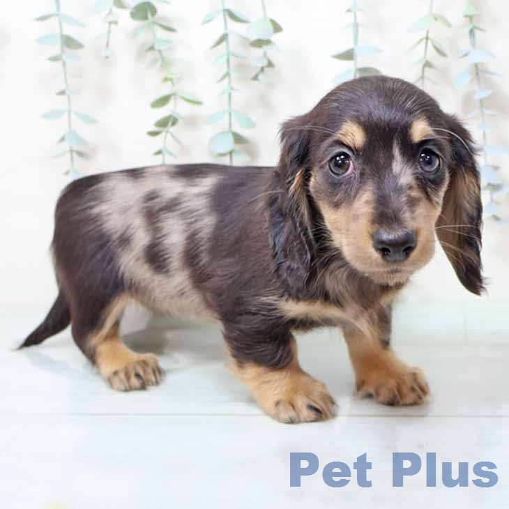 ミニチュア・ダックスフンド