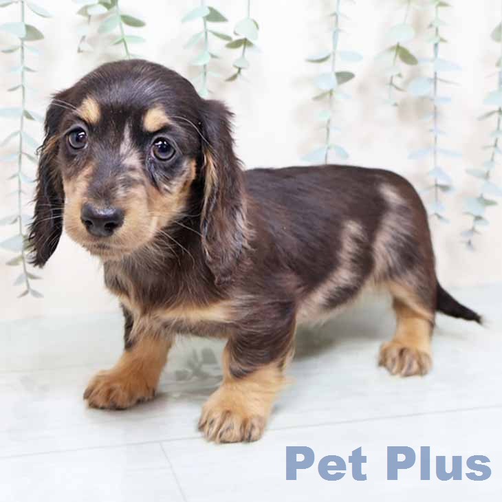 ミニチュア・ダックスフンド