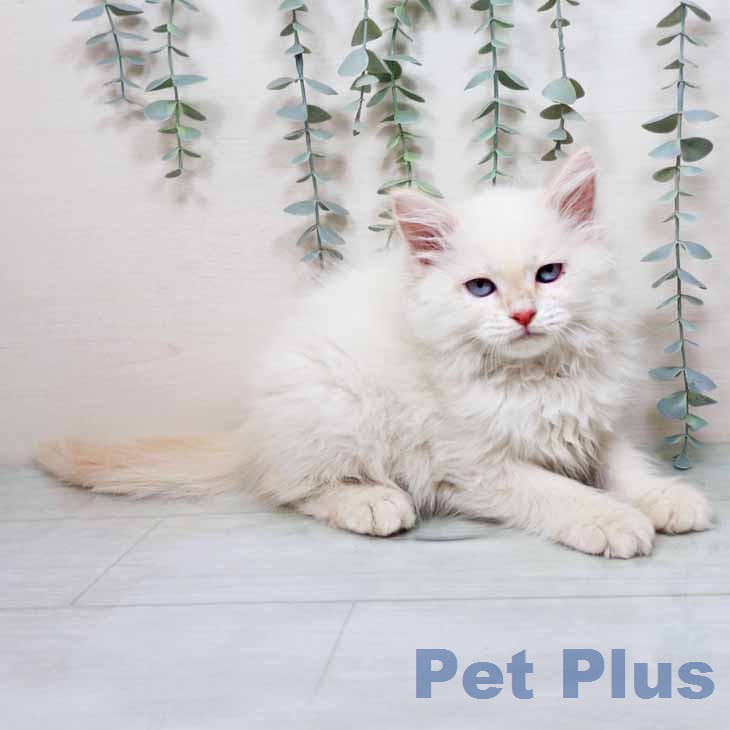 京都府のサイベリアン (ペットプラス イオンモールKYOTO店/2025年12月4日生まれ/男の子/クリームリンクスポイント)の子猫の1枚目の画像