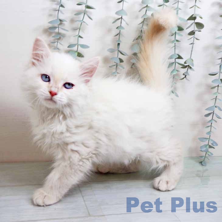 京都府のサイベリアン (ペットプラス イオンモールKYOTO店/2025年12月4日生まれ/男の子/クリームリンクスポイント)の子猫の2枚目の画像