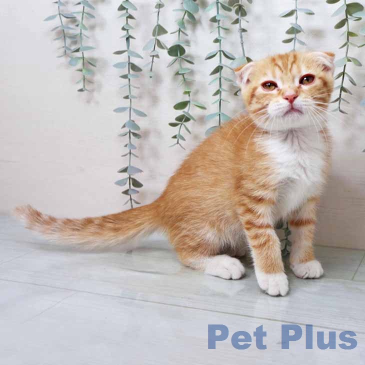 大阪府のスコティッシュフォールド (ペットプラス イオン大日店/2025年12月7日生まれ/女の子/レッドマッカレルタビーホワイト)の子猫