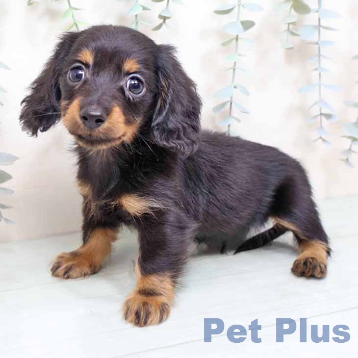 京都府のカニンヘンダックスフンド(ロング) (ペットプラス 京都桂川店/2025年12月13日生まれ/男の子/ブラックタン)の子犬の1枚目の画像