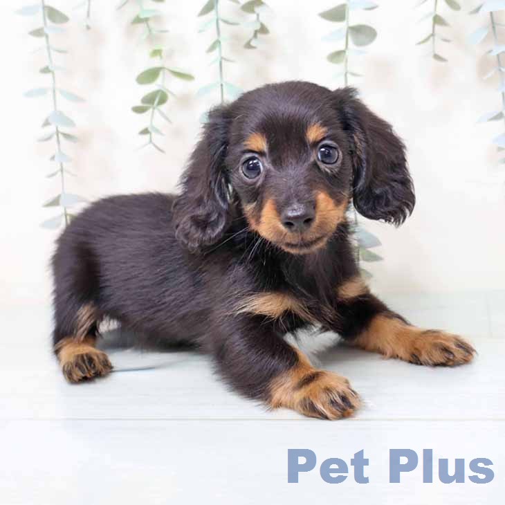 京都府のカニンヘンダックスフンド(ロング) (ペットプラス 京都桂川店/2025年12月13日生まれ/男の子/ブラックタン)の子犬の2枚目の画像