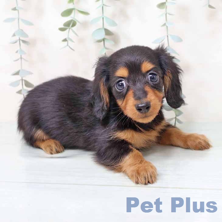 カニーンヘン・ダックスフンド