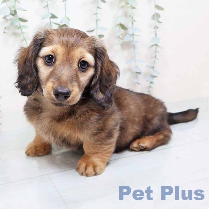 京都府のミニチュアダックスフンド(ロング) (ペットプラス 久御山店/2025年12月16日生まれ/男の子/シェーデットクリーム)の子犬の1枚目の画像