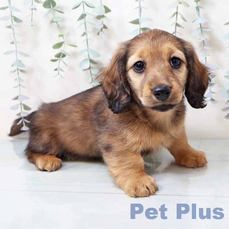 ミニチュア・ダックスフンド