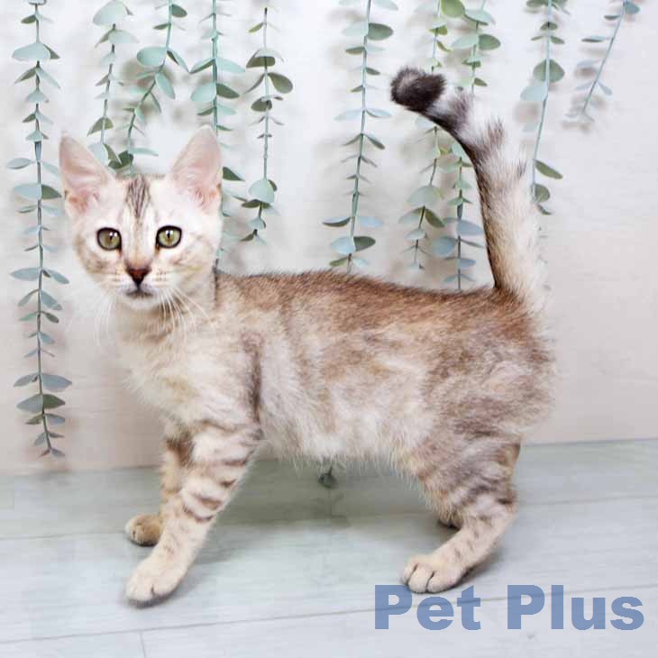 京都府のマンチカン (ペットプラス 京都桂川店/2025年12月5日生まれ/女の子/シルバーパッチドタビー)の子猫の1枚目の画像