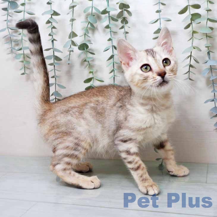 京都府のマンチカン (ペットプラス 京都桂川店/2025年12月5日生まれ/女の子/シルバーパッチドタビー)の子猫の2枚目の画像