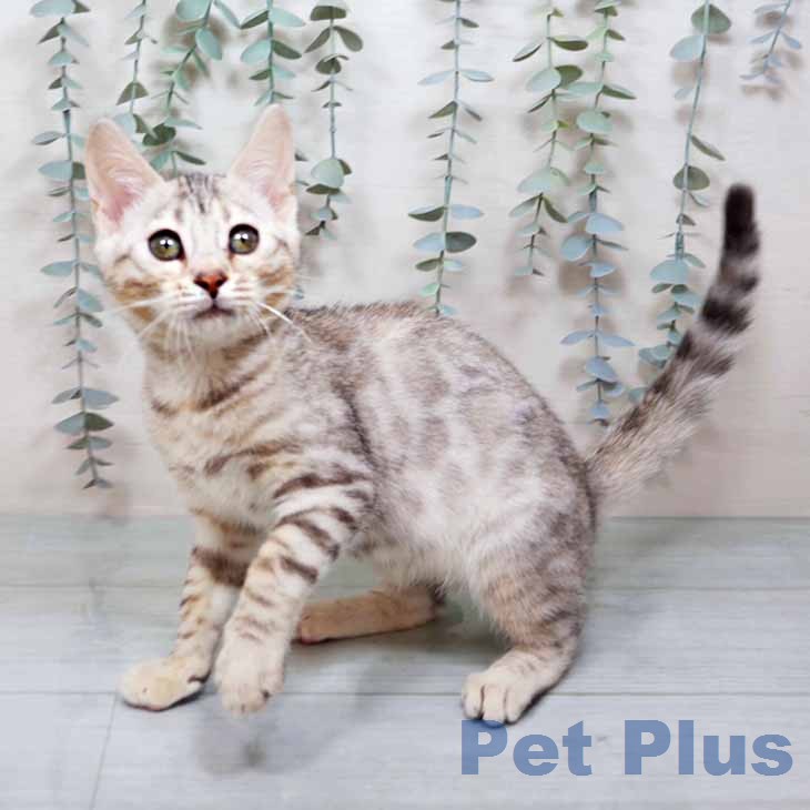 大阪府のマンチカン (ペットプラス イオン大日店/2025年12月5日生まれ/女の子/シルバースポットタビー)の子猫