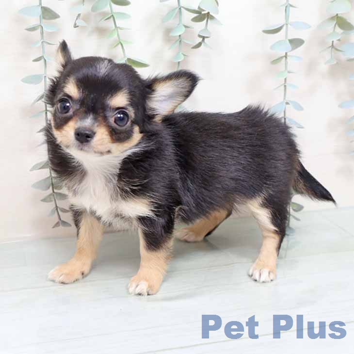 大阪府のチワワ(ロング) (ペットプラス ららぽーと和泉店/2025年12月21日生まれ/女の子/ブラックタンホワイト)の子犬の2枚目の画像