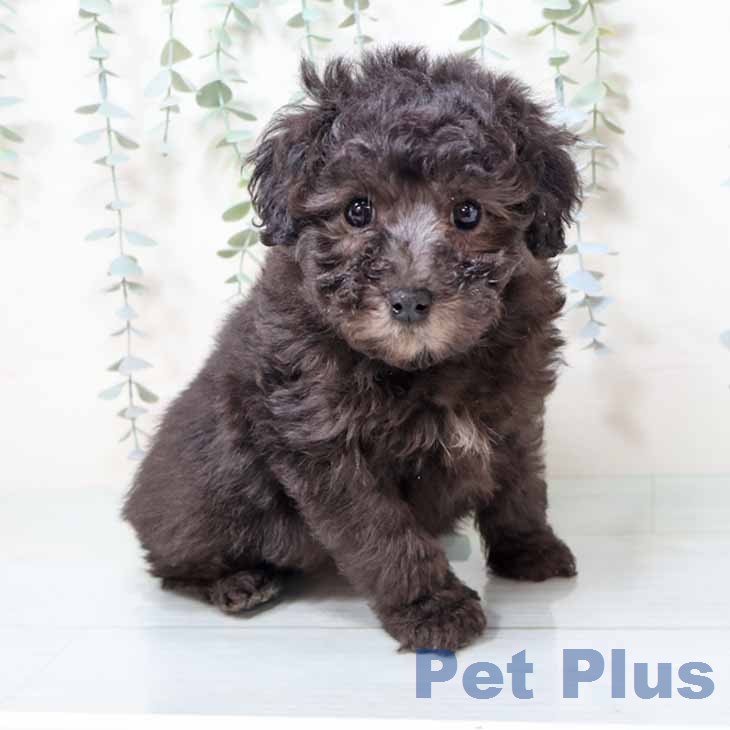 京都府のトイプードル(トイ) (ペットプラス 醍醐店/2025年12月18日生まれ/男の子/グレー)の子犬の2枚目の画像