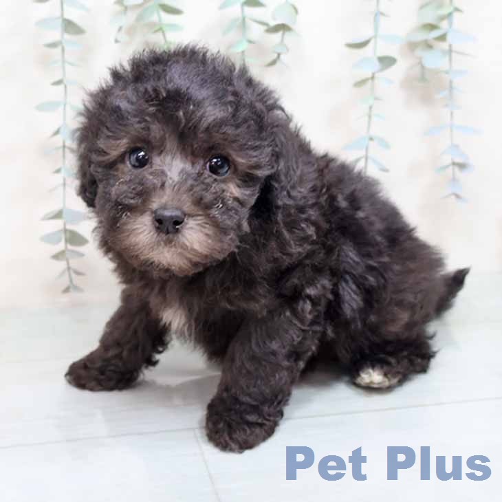 トイ・プードルの写真2