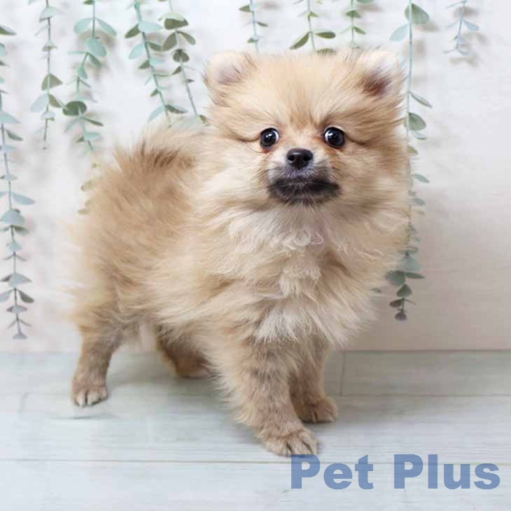 ポメラニアンの写真2