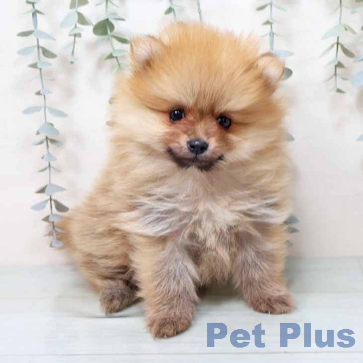 京都府のポメラニアン (ペットプラス イオンモールKYOTO店/2025年12月12日生まれ/男の子/オレンジセーブル)の子犬の1枚目の画像