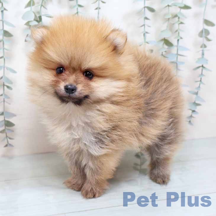 京都府のポメラニアン (ペットプラス イオンモールKYOTO店/2025年12月12日生まれ/男の子/オレンジセーブル)の子犬の2枚目の画像
