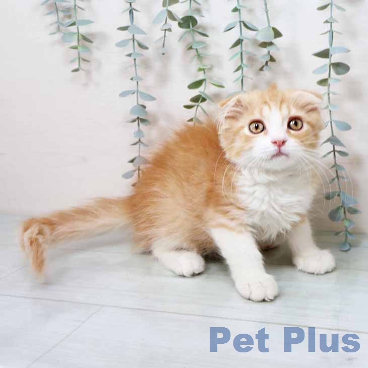 大阪府のスコティッシュフォールド (ペットプラス りんくう泉南店/2025年12月6日生まれ/女の子/レッドマッカレルタビーホワイト)の子猫