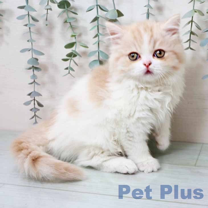 大阪府のスコティッシュフォールド (ペットプラス イオン大日店/2025年12月19日生まれ/女の子/クリームタビーホワイト)の子猫