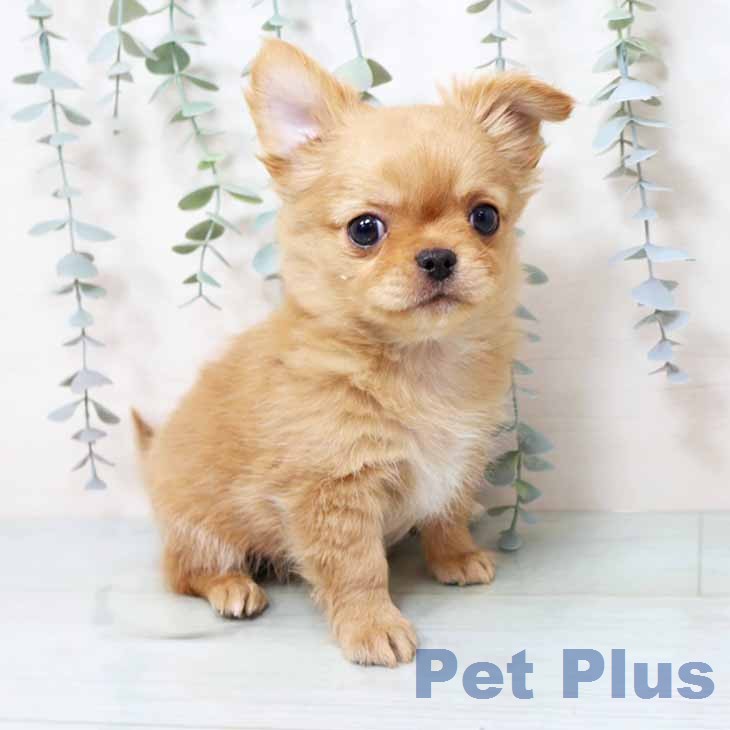 京都府のチワワ(ロング) (ペットプラス イオンモールKYOTO店/2025年12月15日生まれ/男の子/クリーム)の子犬の1枚目の画像