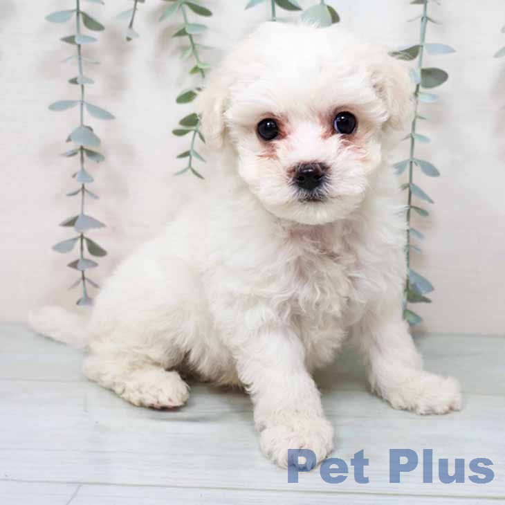 ビション・フリーゼ