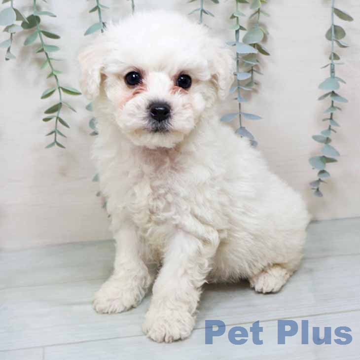 京都府のビションフリーゼ (ペットプラス 京都桂川店/2025年12月14日生まれ/男の子/ホワイト)の子犬の1枚目の画像