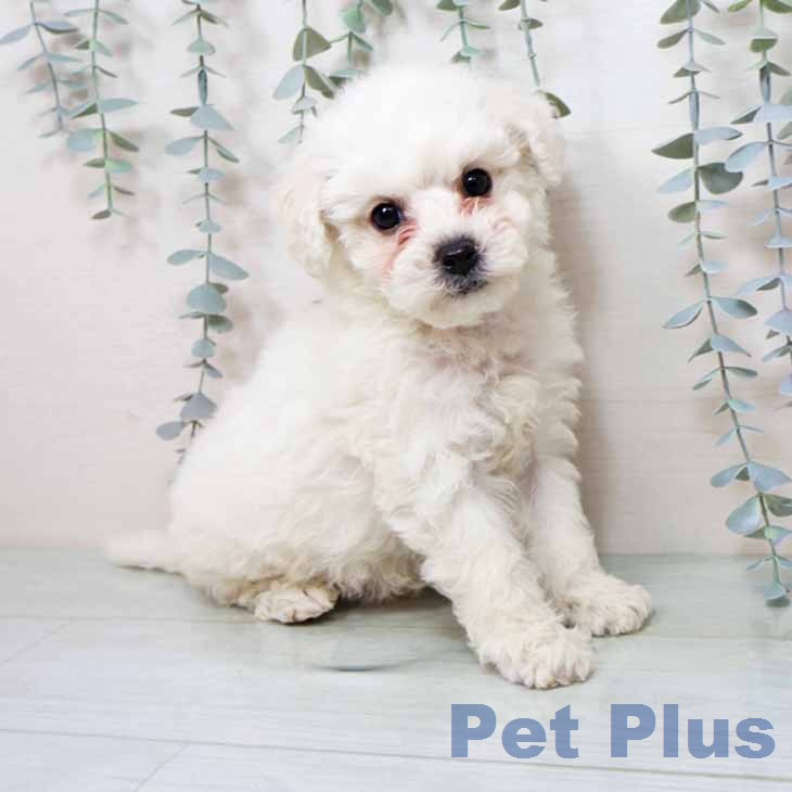 京都府のビションフリーゼ (ペットプラス 京都桂川店/2025年12月14日生まれ/男の子/ホワイト)の子犬の2枚目の画像