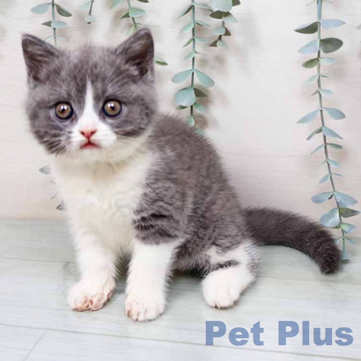 ブリティッシュショートヘア