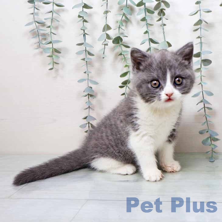 ブリティッシュショートヘアの写真2