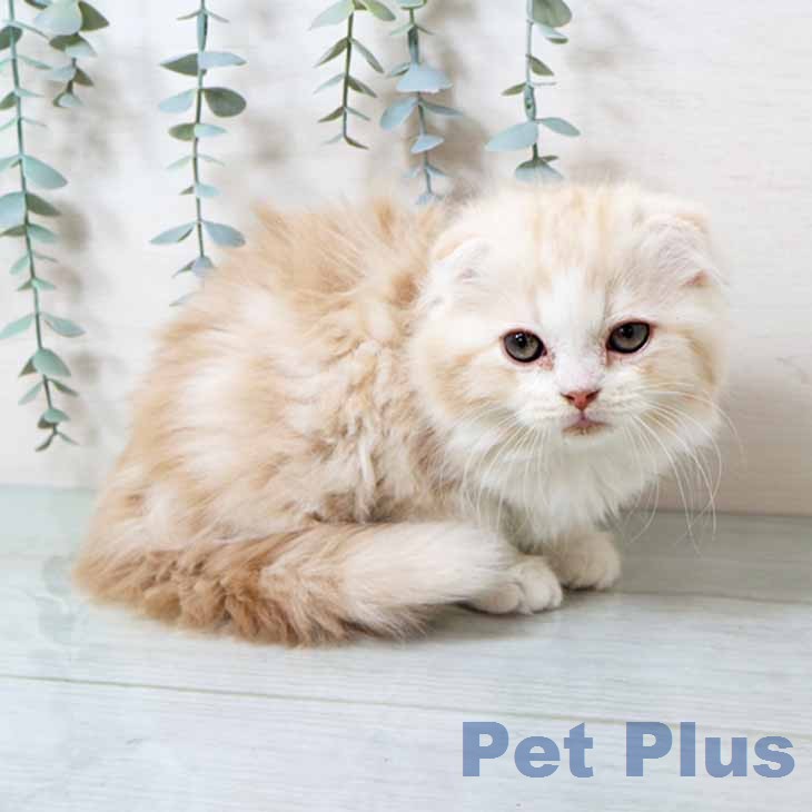 スコティッシュフォールド